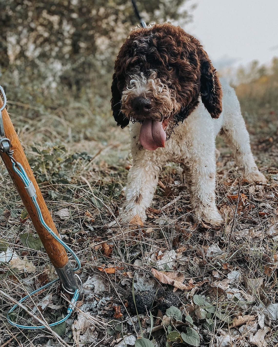 Lagotto Caccia al tartufo