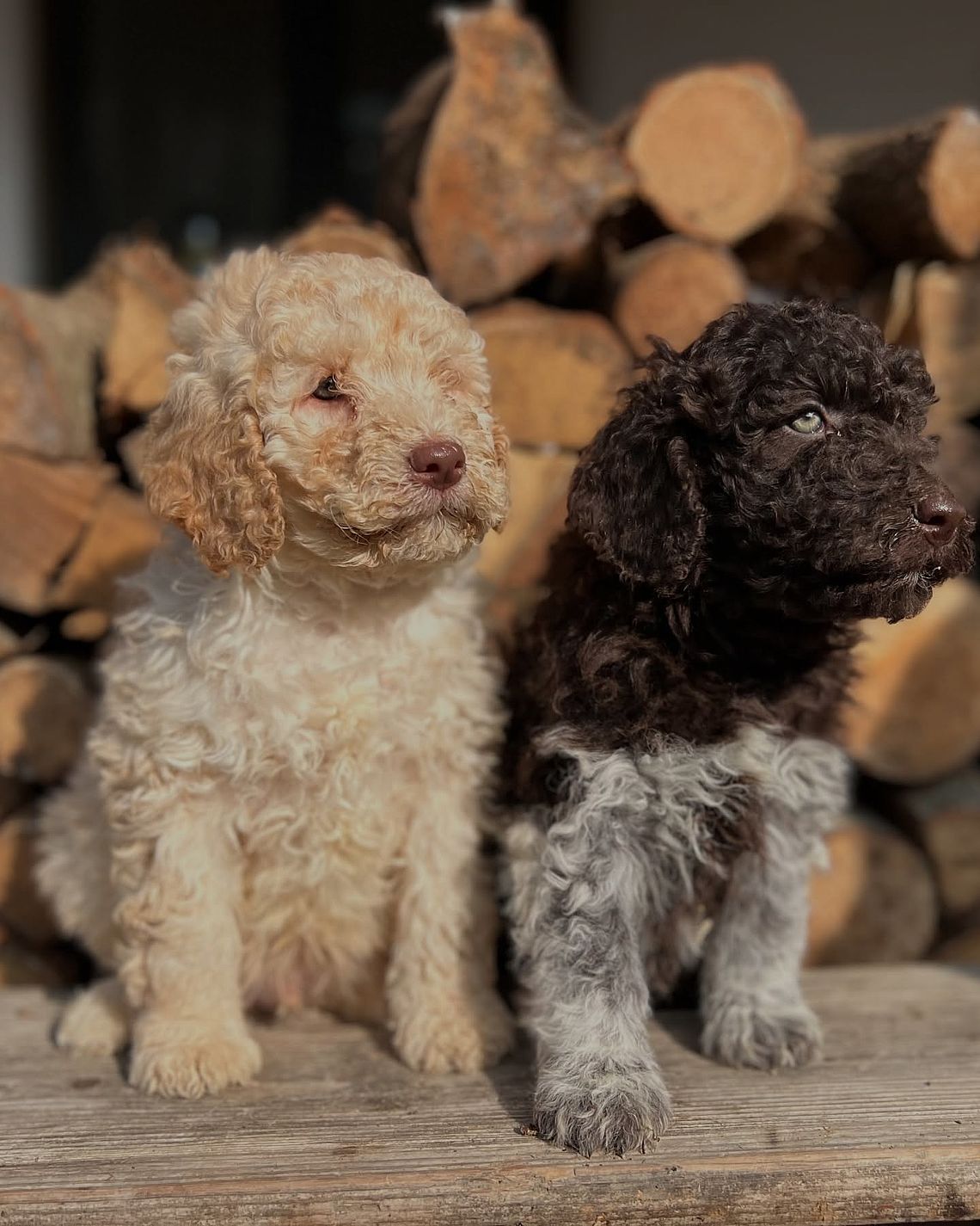 lagotto maschio o femmina per la cerca del tartufo