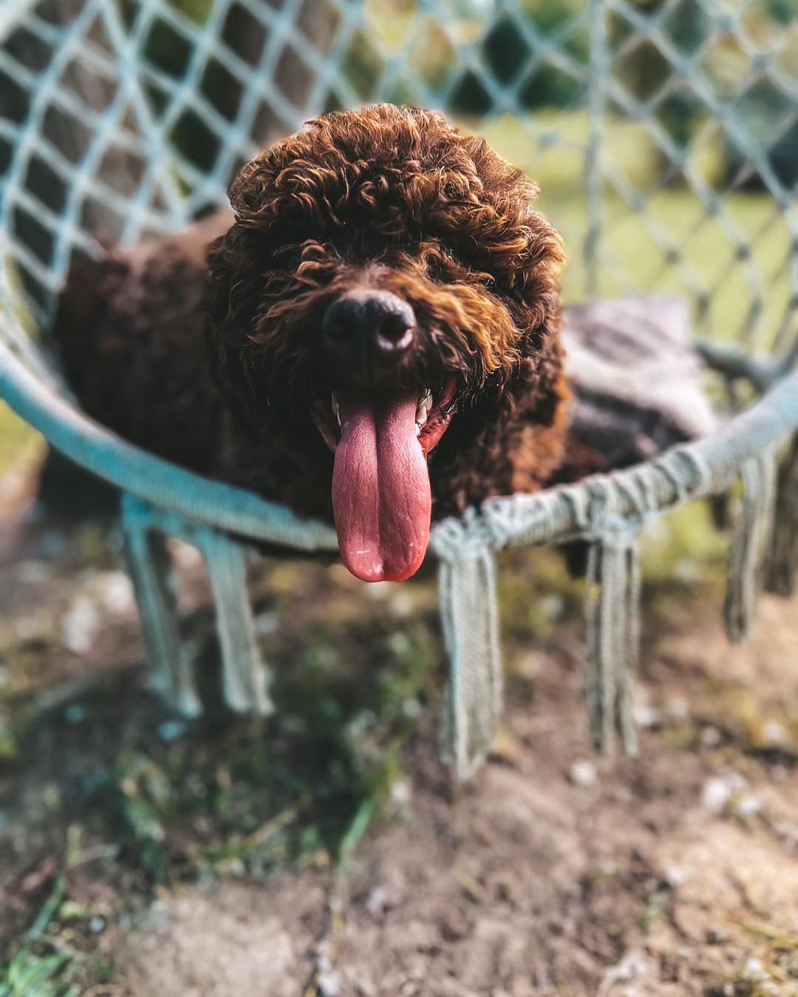 Aspettative di vita del Lagotto Romagnolo