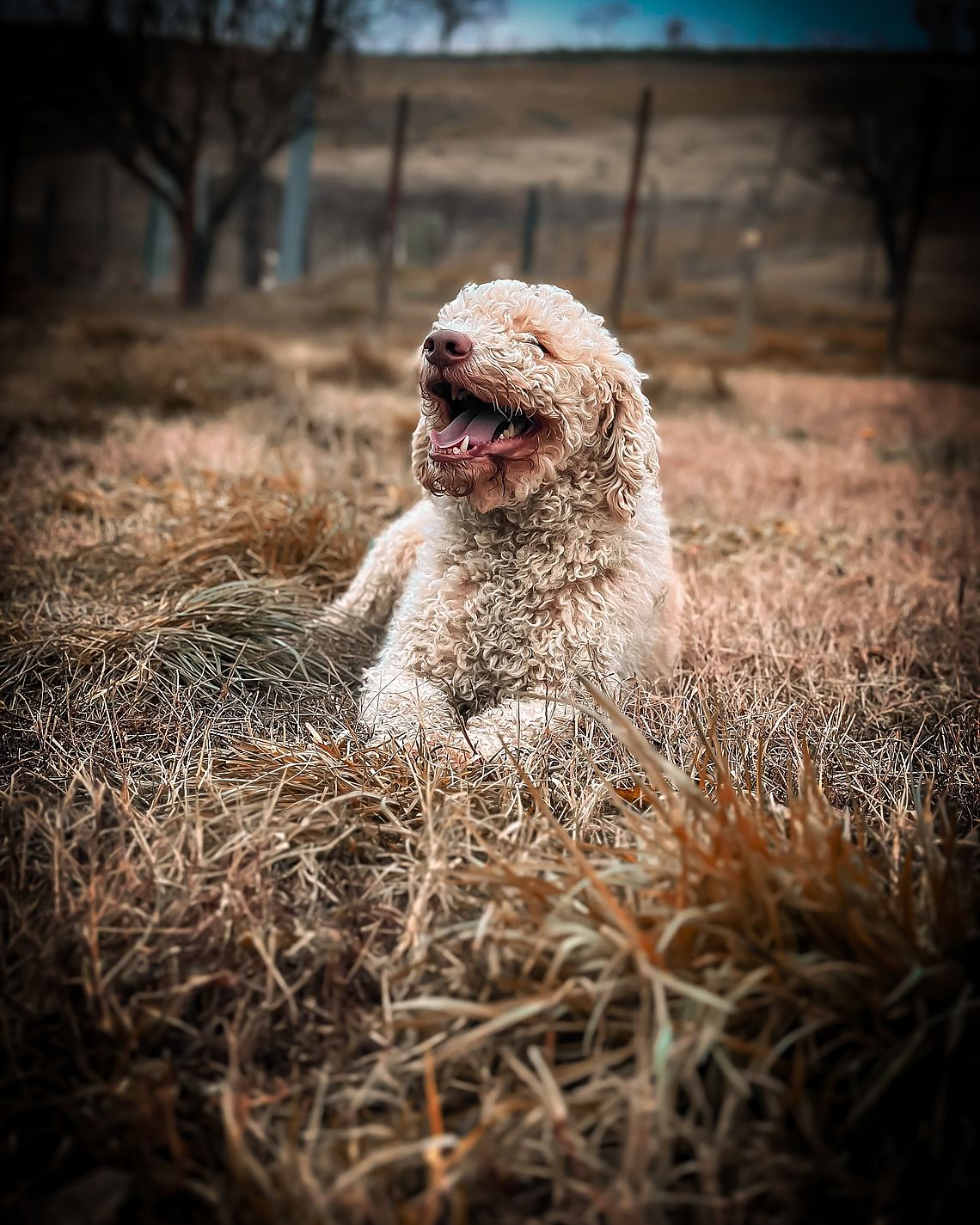 Lagotto Romagnolo Allevamento Cacao Meravigliao