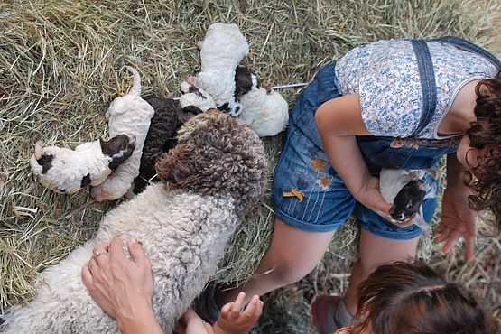 razze cane anallergiche