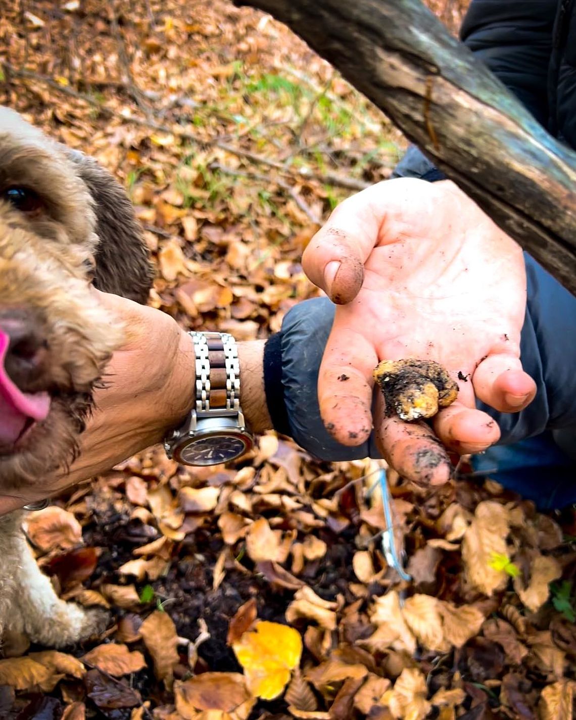 Lagotto Romagnolo per la cerca del tartufo