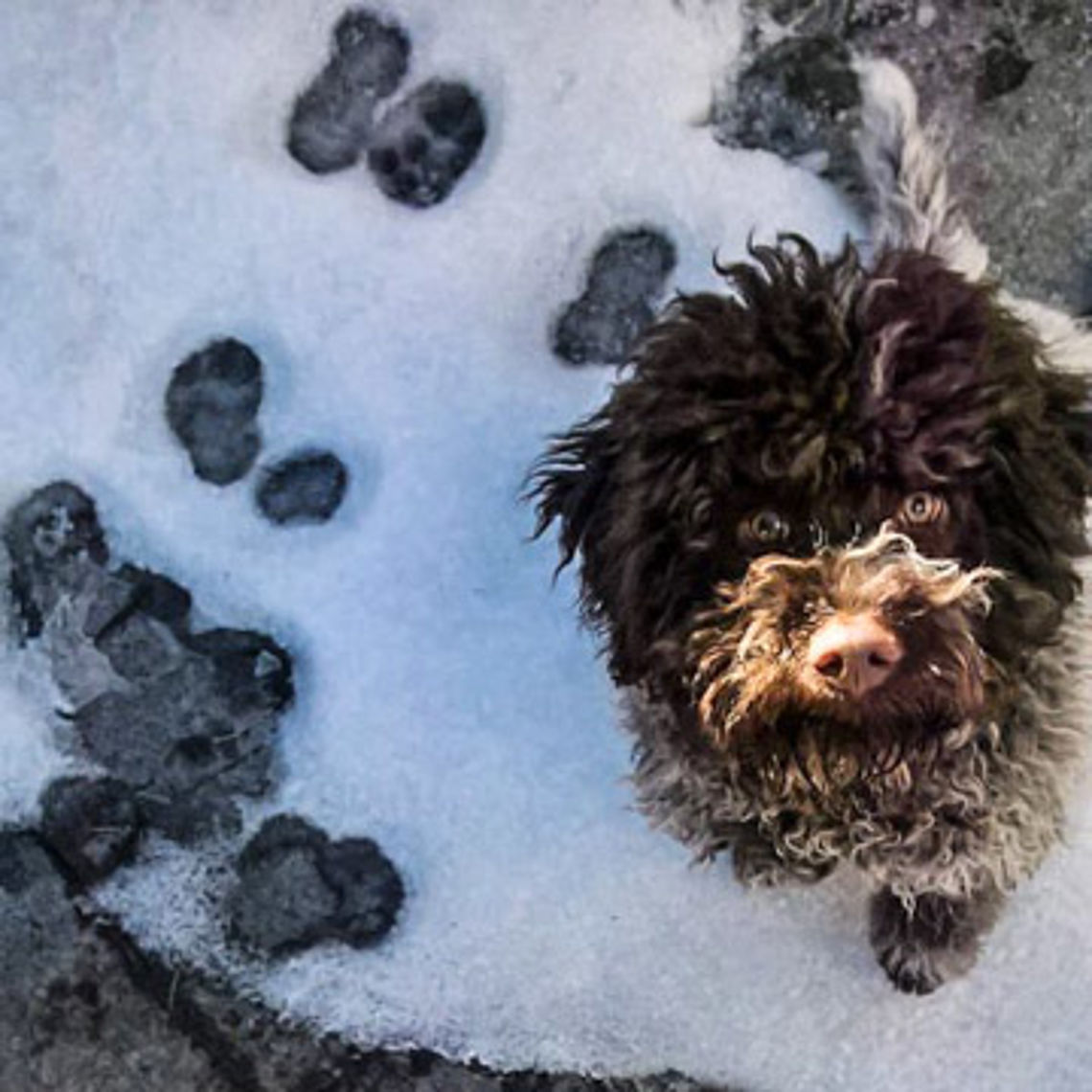 lagotto nella neve