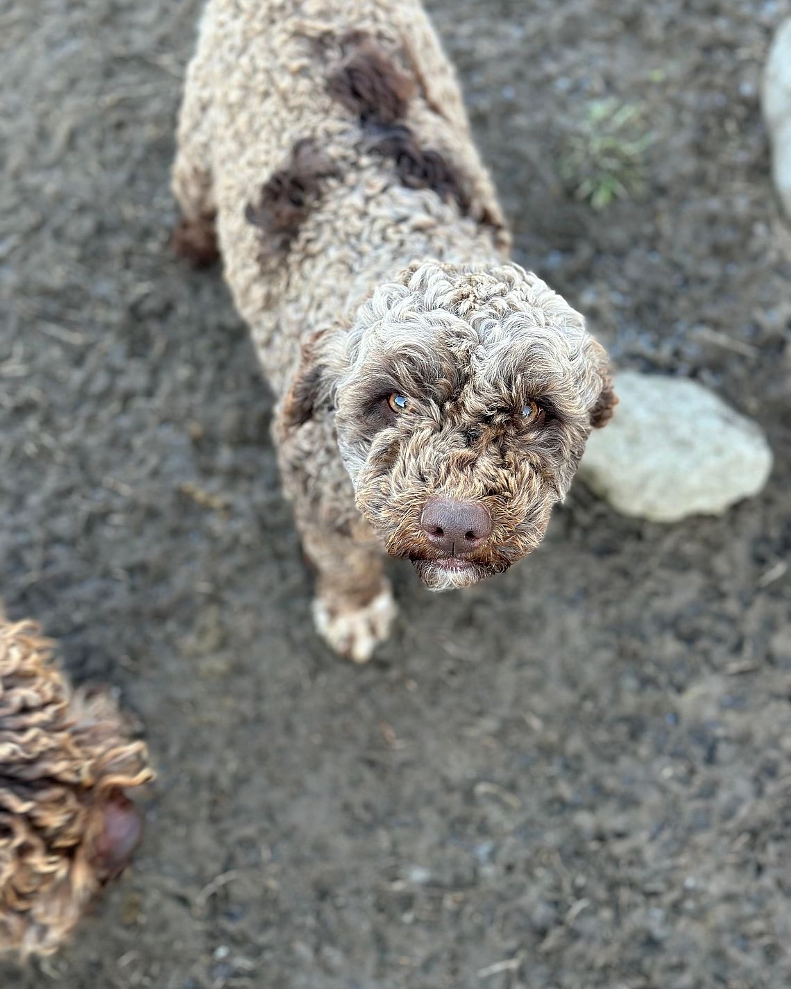 Lagotto Romagnolo in Allevamento