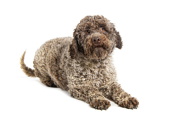 Lagotto Romagnolo