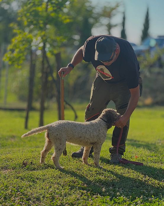 Lagotto-Training