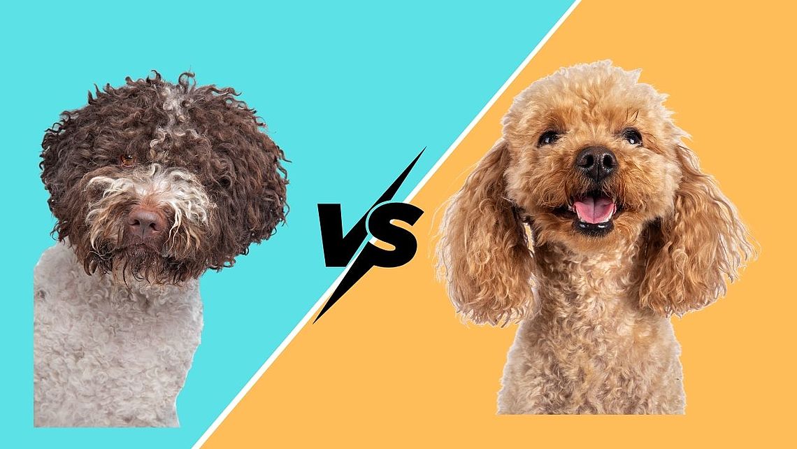 Differenze tra barboncino e lagotto romagnolo
