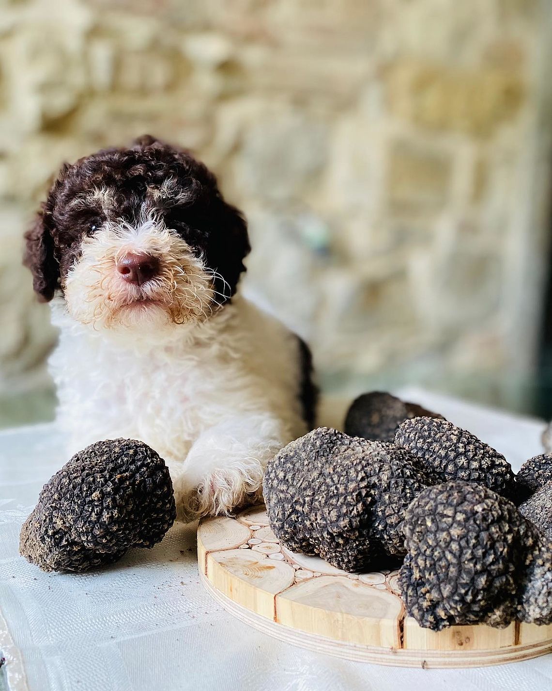 Cucciolo di lagotto costo