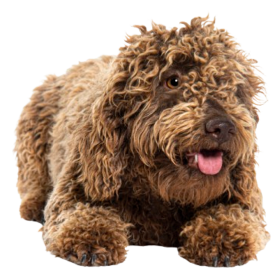 Lagotto Romagnolo dell'allevamento Cacao Meravigliao