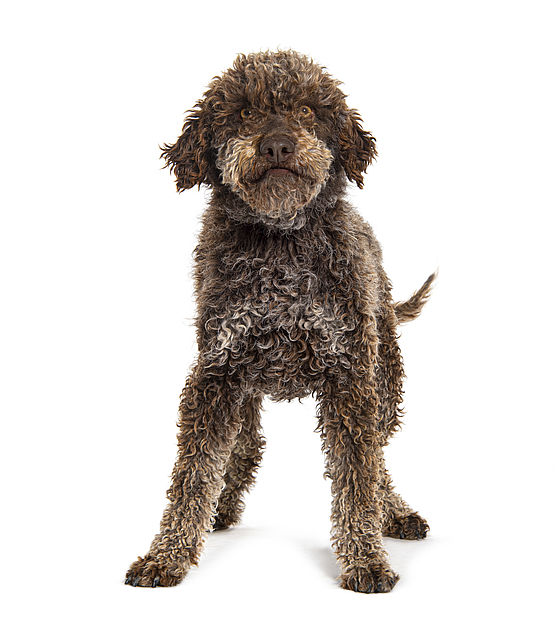 Lagotto Romagnolo Tartufo