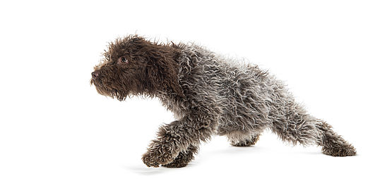 Lagotto Romagnolo 