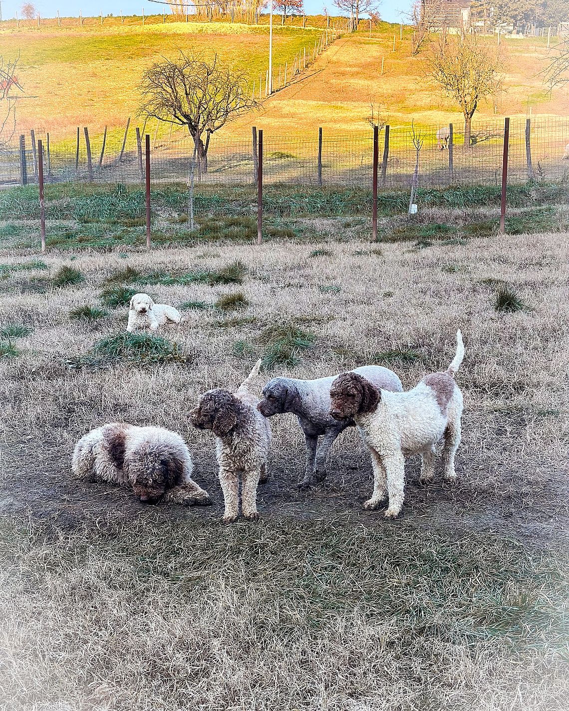 Allevamento Cacao Meravigliao