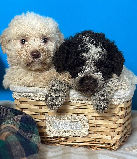 Servizi per i Lagotti