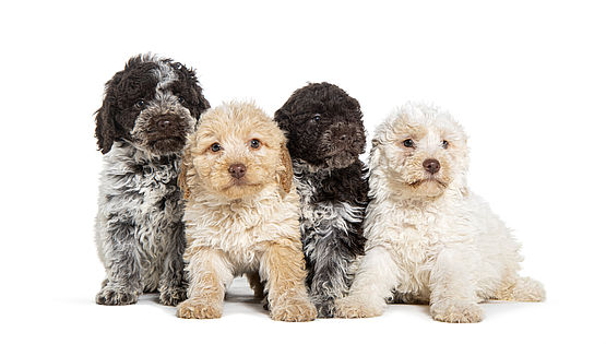 Cuccioli di lagotto romagnolo dell'allevamento Cacao Meravigliao