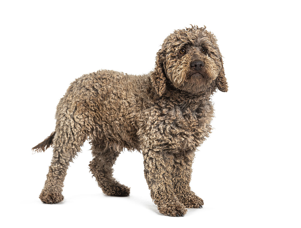 Lagotto Romagnolo dell'allevamento Cacao Meravigliao