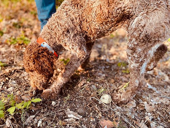 Lagotto durante la cerca del tartufo