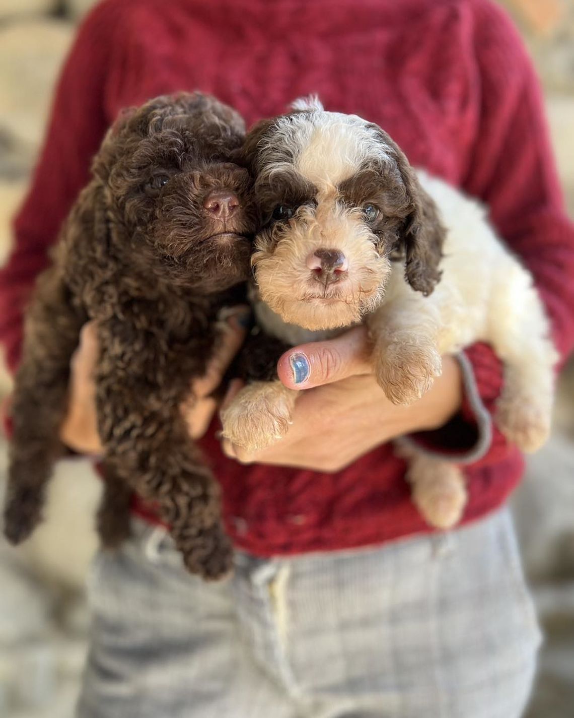 Lagotto chiaro e scuro