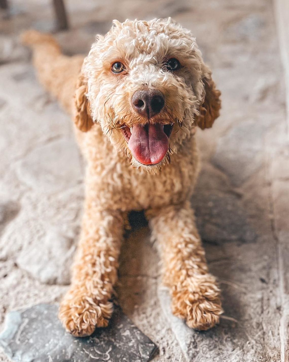 Lagotto Romagnolo Allevamento Cacao Meravigliao