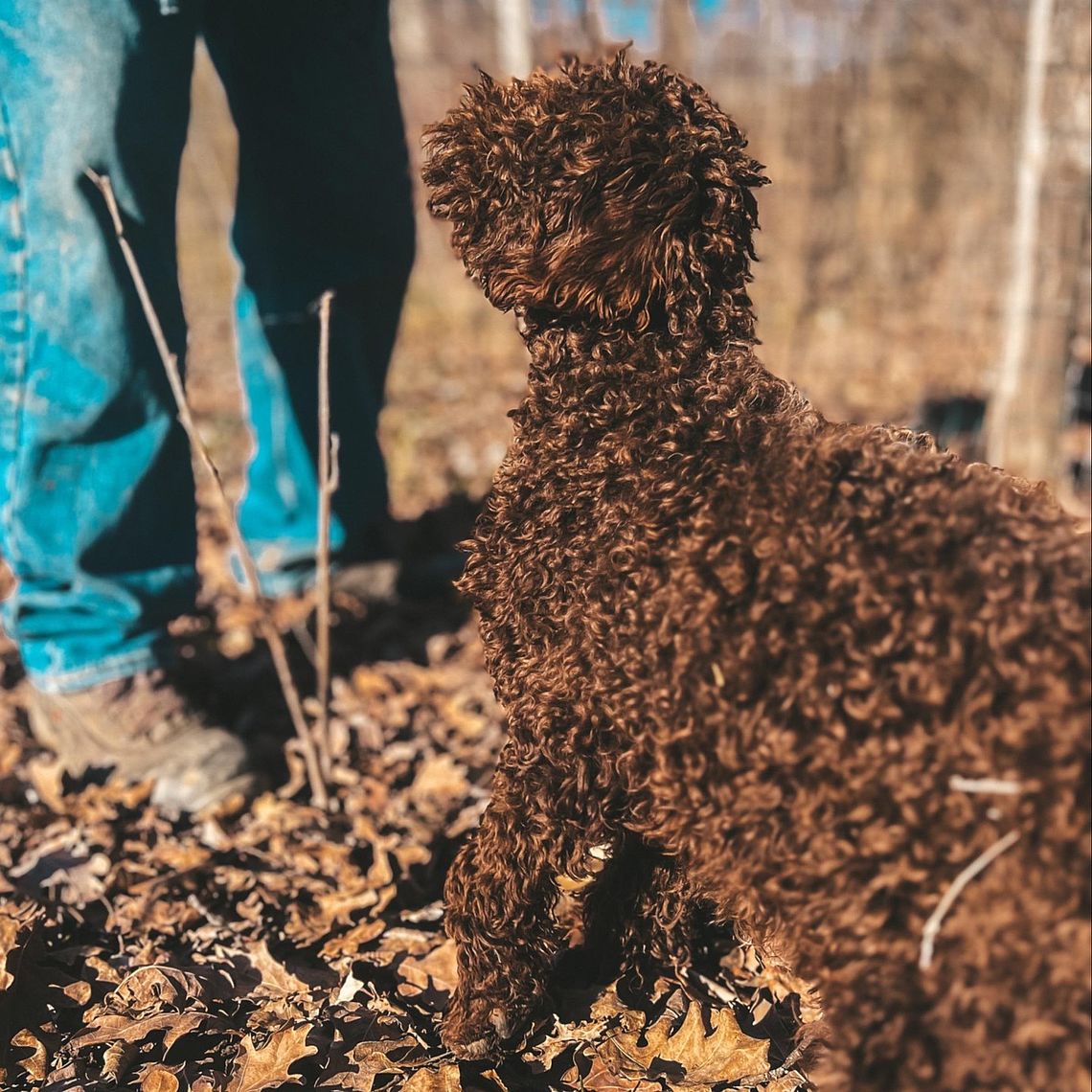 Addestramento Lagotto per la cerca del tartufo